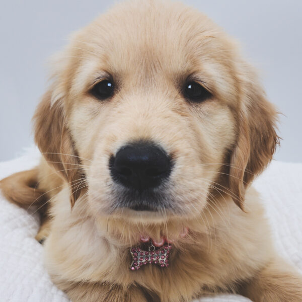 [#251926-05]  - Light Golden F Golden Retriever Puppies For Sale