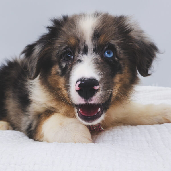 [#251664-06]  - Blue Merle F Australian Shepherd Puppies For Sale