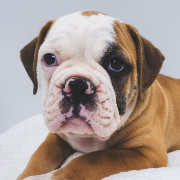 [#251818-03]  - Brown / White M Olde English Bulldog Puppies For Sale