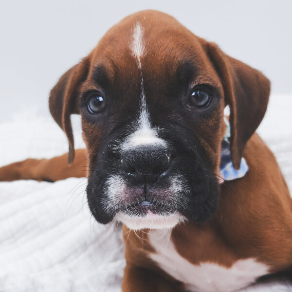 [#252039-09]  - Mahogany M Boxer Puppies For Sale