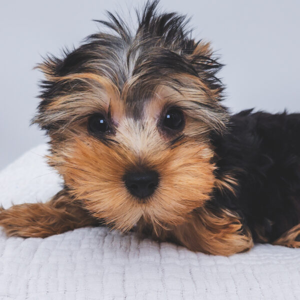 [#251900-03]  - Black / Tan F Yorkshire Terrier Puppies For Sale