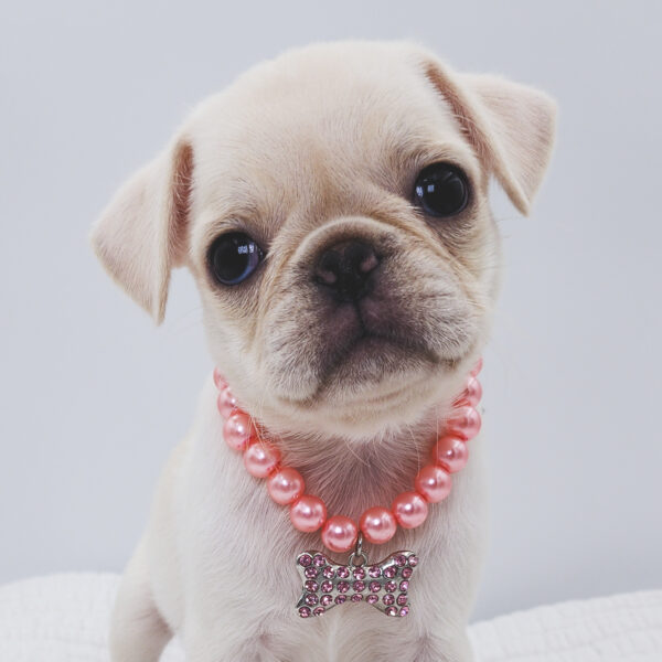 [#252232-04]  - White F Pug Puppies For Sale