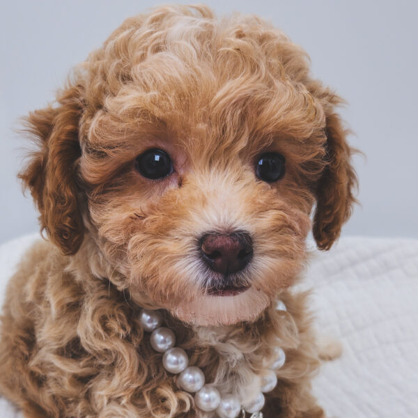 [#252246-02]  - Red F Poodle Puppies For Sale