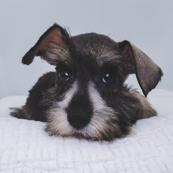 [#252206-04]  - Black F Miniature Schnauzer Puppies For Sale