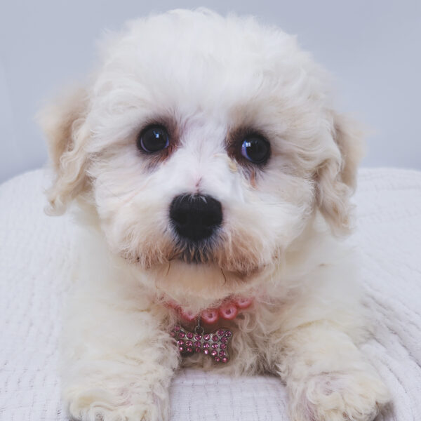[#252193-05]  - White F Bichon Frise Puppies For Sale
