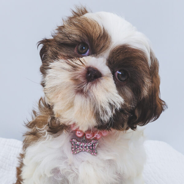 [#252034-07]  - Brown / White F Shih Tzu Puppies For Sale