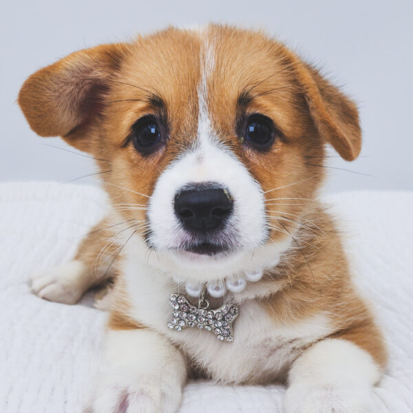 [#252129-03]  - Red / White F Pembroke Welsh Corgi Puppies For Sale
