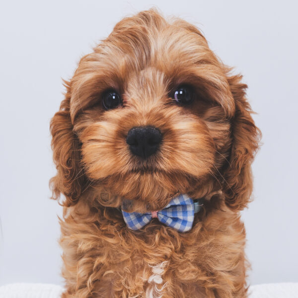 [#252178-02]  - Red M Cavapoo Puppies For Sale