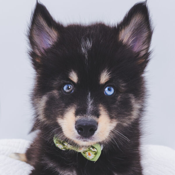 [#252128-01]  - Black / Tan M Pomsky Puppies For Sale