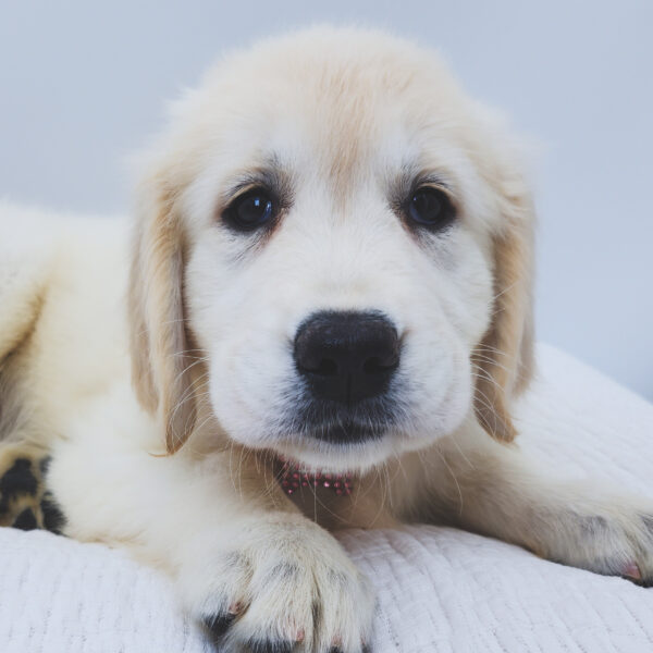 [#252366-09]  - Light Golden F Golden Retriever Puppies For Sale