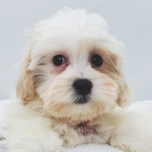 [#251964-03]  - Brown / White F Teddy Bear Puppies For Sale