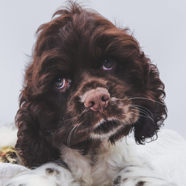 [#252099-01]  - Chocolate M Cocker Spaniel Puppies For Sale