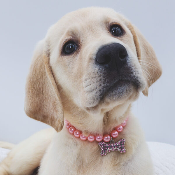 [#252350-06]  - Yellow F Labrador Retriever Puppies For Sale