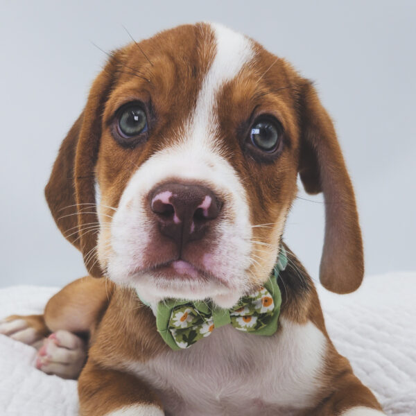 [#252339-01]  - Fawn / White M Beabull Puppies For Sale