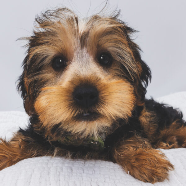 [#252194-01]  - Black / Tan M Yorkshire Terrier Puppies For Sale