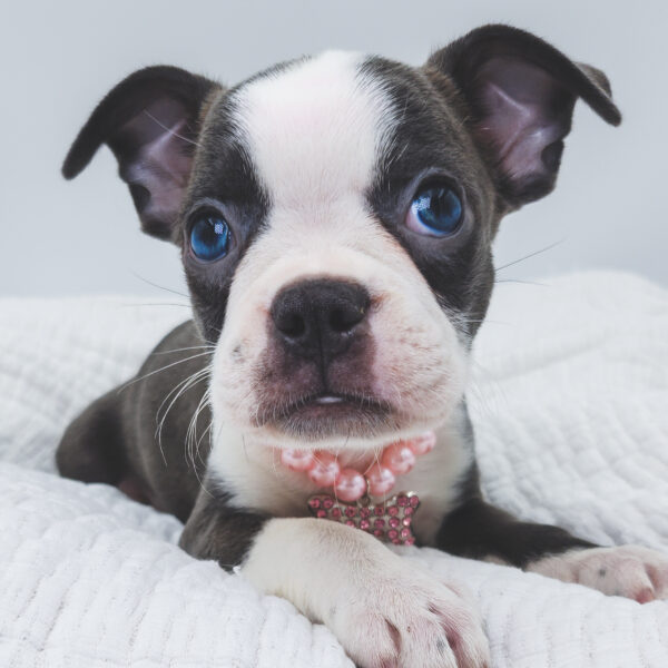 [#252457-05]  - Blue / White F Boston Terrier Puppies For Sale