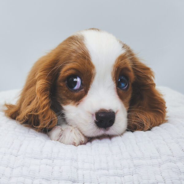 [#252401-04]  - Blenheim F Cavalier King Charles Spaniel Puppies For Sale