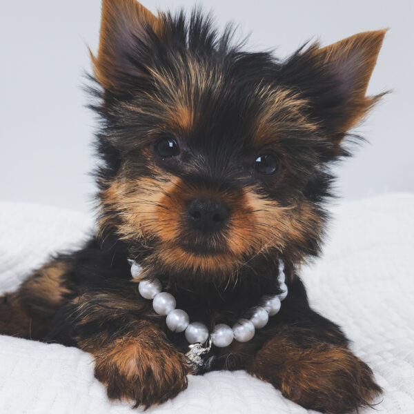 [#252287-05]  - Black / Tan F Yorkshire Terrier Puppies For Sale