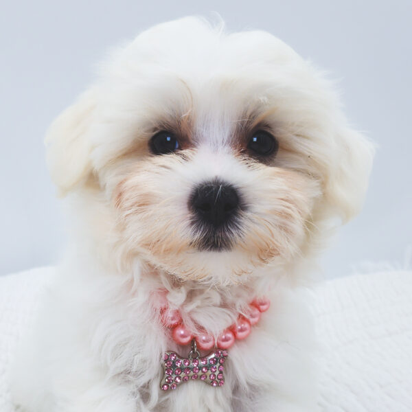 [#252360-01]  - White M Maltipoo Puppies For Sale
