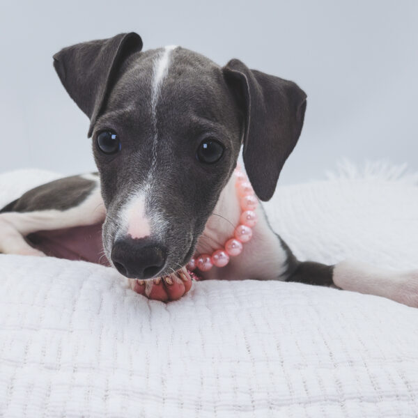 [#252278-03]  - Blue F Italian Greyhound Puppies For Sale