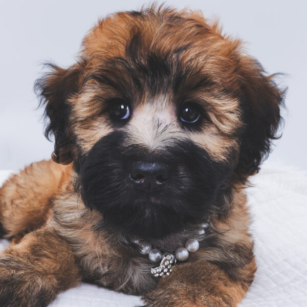 [#252362-05]  - Wheaten F Whoodle Mini Puppies For Sale