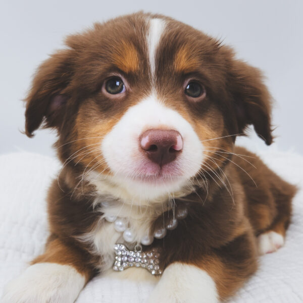 [#252280-05]  - Red / White F Australian Shepherd Puppies For Sale