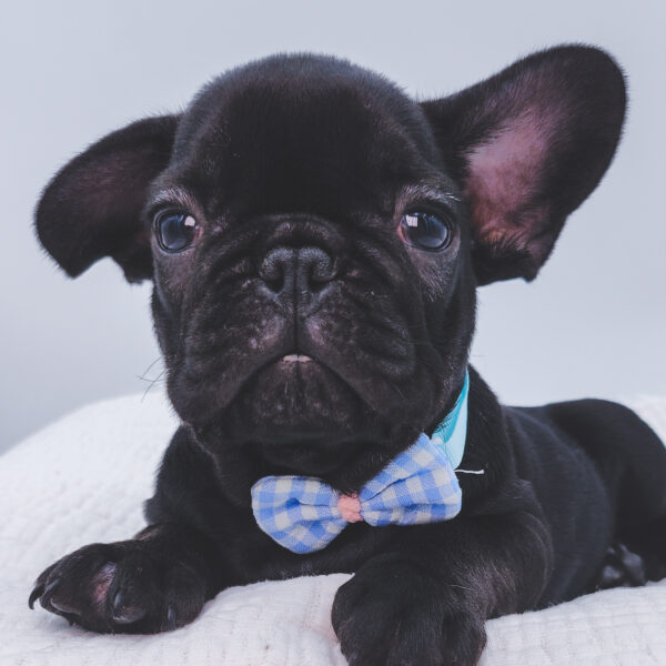 [#252243-03]  - Fawn M French Bulldog Puppies For Sale