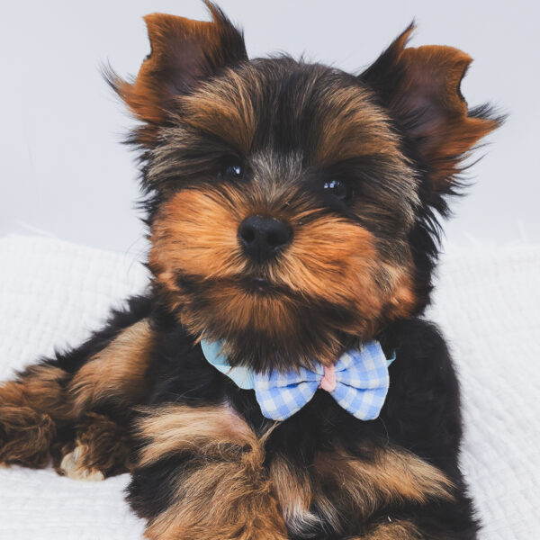 [#252613-01]  - Black / Tan M Yorkshire Terrier Puppies For Sale