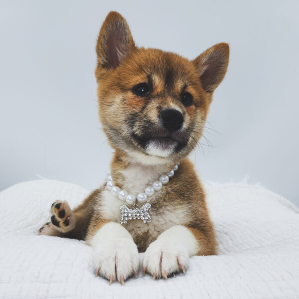 [#252430-07]  - Red Sesame F Shiba Inu Puppies For Sale