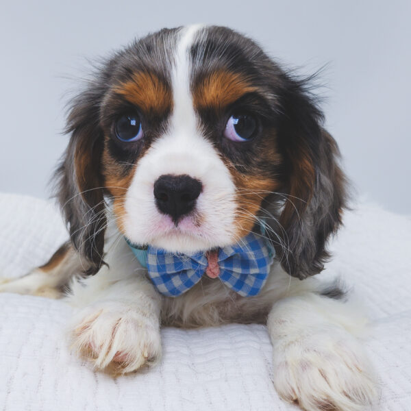 [#252410-03]  - Black White / Tan M Cavalier King Charles Spaniel Puppies For Sale
