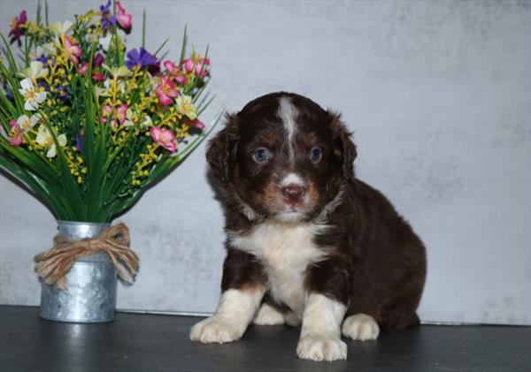 [#252106-01]  - Red M Miniature Australian Shepherd Puppies For Sale