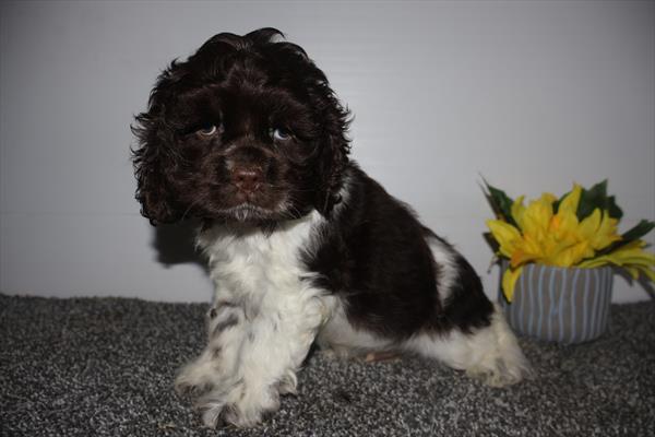 [#252099-01]  - Chocolate M Cocker Spaniel Puppies For Sale
