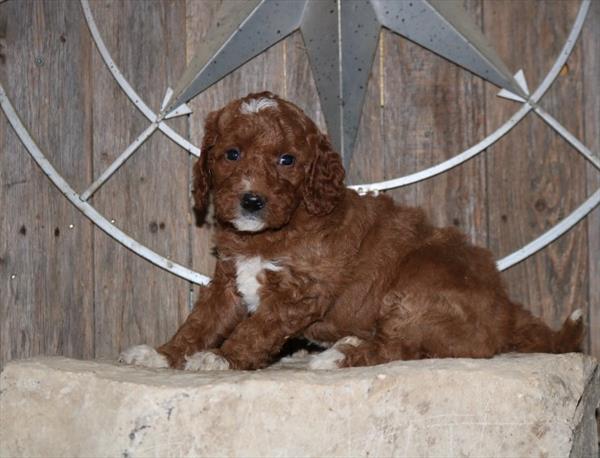 [#252378-07]  - Red F Goldendoodle Mini 2nd Gen Puppies For Sale