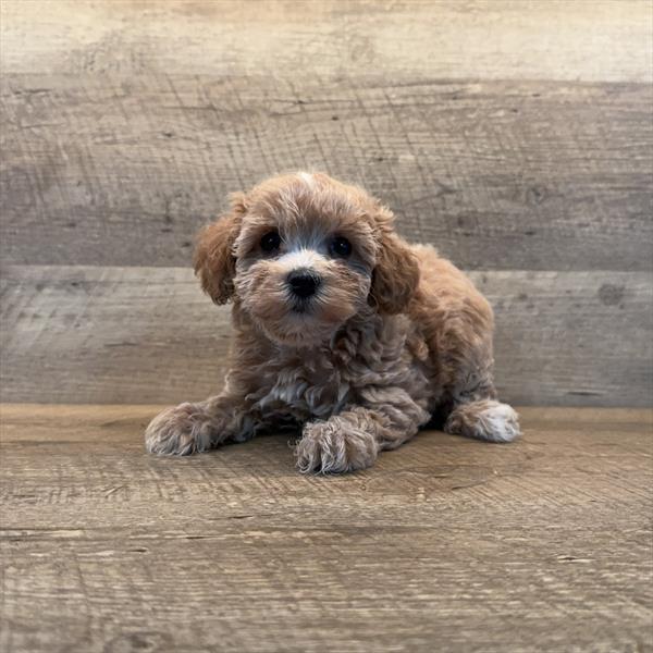 [#252251-02]  - Apricot F Schnoodle Puppies For Sale