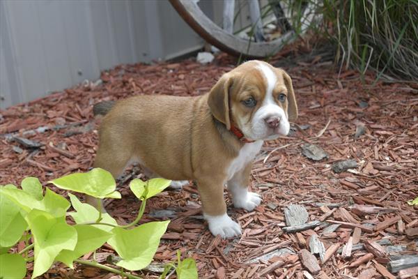 [#252339-01]  - Fawn / White M Beabull Puppies For Sale