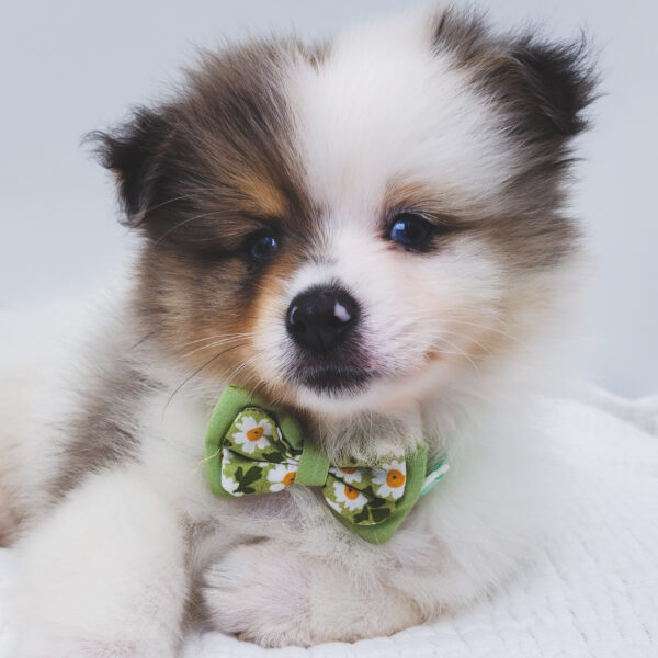 [#252598-01]  - Blue Merle M Pomeranian Puppies For Sale
