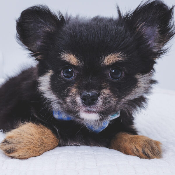 [#252540-03]  - Black M Chihuahua Puppies For Sale