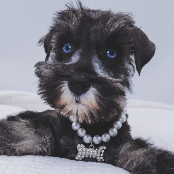[#252510-04]  - Black F Miniature Schnauzer Puppies For Sale