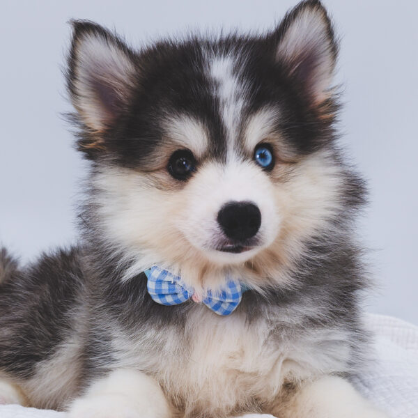 [#252392-02]  - Gray / White M Pomsky Puppies For Sale
