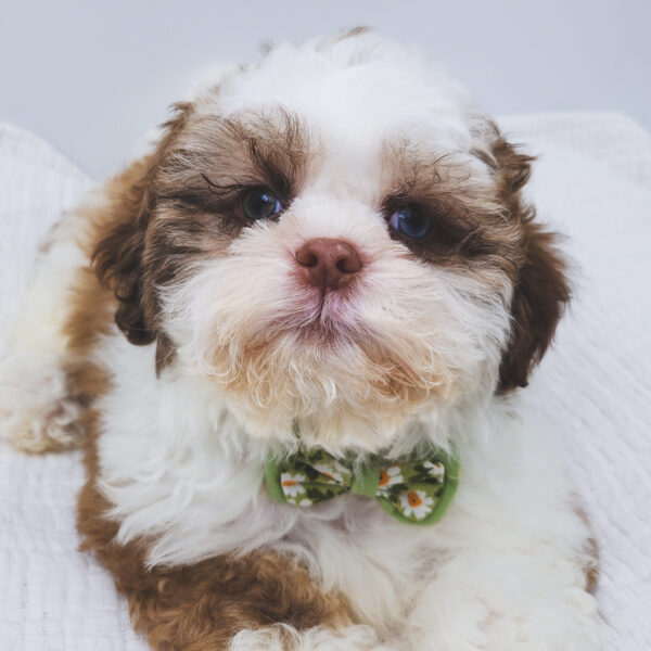 [#252599-01]  - Chocolate M Shih Tzu Puppies For Sale