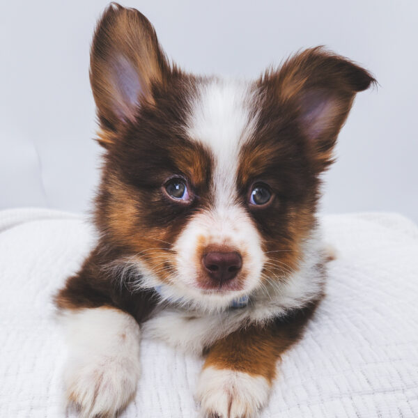 [#252573-01]  - Chocolate / Tan M Miniature Australian Shepherd Puppies For Sale