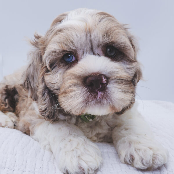 [#252565-01]  - Chocolate Merle M Cock A Poo Puppies For Sale