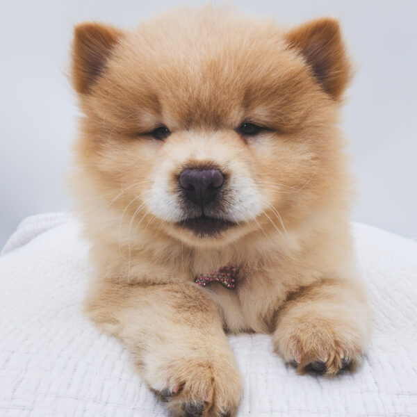 [#252808-03]  - Cream F Chow Chow Puppies For Sale
