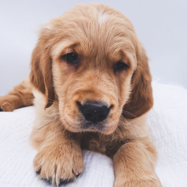 [#252753-02]  - Light Golden F Golden Retriever Puppies For Sale