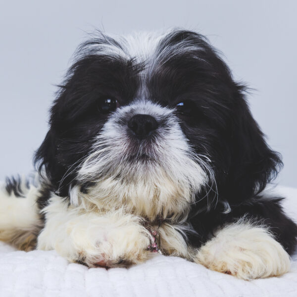 [#252784-05]  - Black / White F Shih Tzu Puppies For Sale
