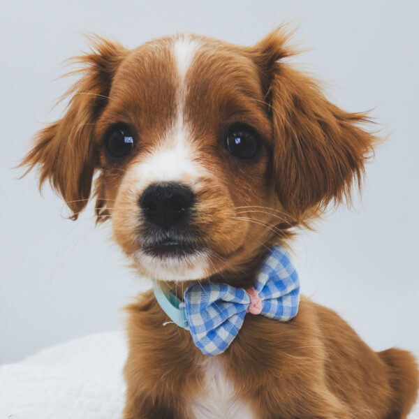 [#252451-01]  - Apricot M Cavapoo Puppies For Sale