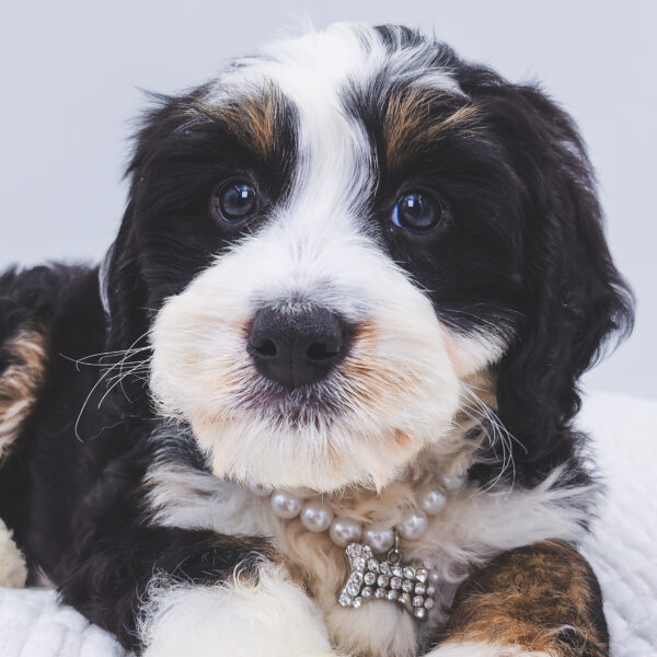 [#252714-12]  - Black F Bernedoodle Mini Puppies For Sale