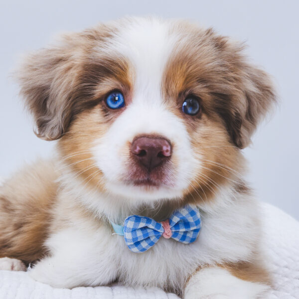 [#252898-01]  - Chocolate Merle M Miniature Australian Shepherd Puppies For Sale