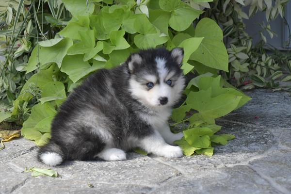 [#252392-02]  - Gray / White M Pomsky Puppies For Sale