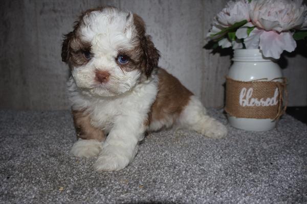 [#252599-01]  - Chocolate M Shih Tzu Puppies For Sale